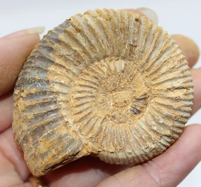 Fossil Dichotomosphinctes Perisphinctes Ammonite 55mm Jurassic fossils WS15.PSA9