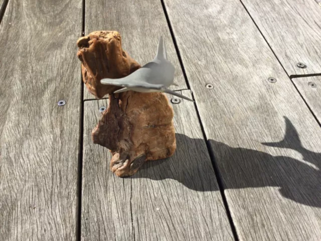 Sculpture Requin 🦈 en Résine dure et Bois de Ronce pour le socle.