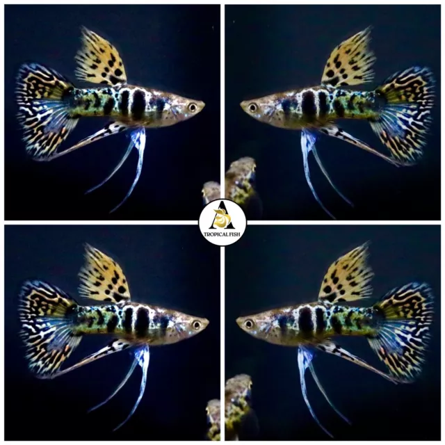 1 Pair - Premium Live Guppy Fish Yellow Tiger King Cobra Ribbon Great A++++