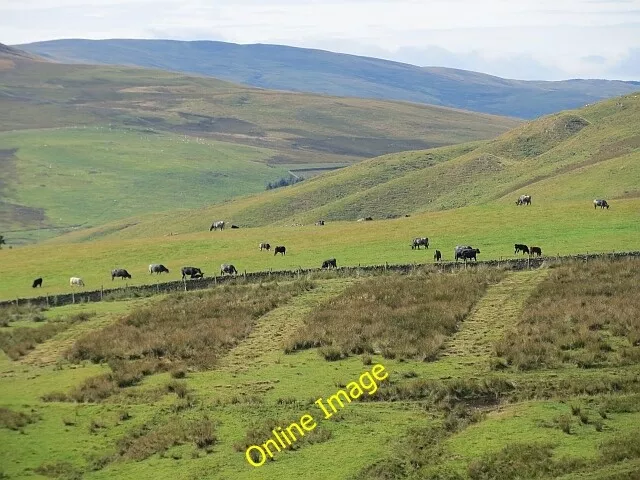 Photo 6x4 Field, Tinnis Old Tinnis Cattle grazing an enclosed field. Ther c2013