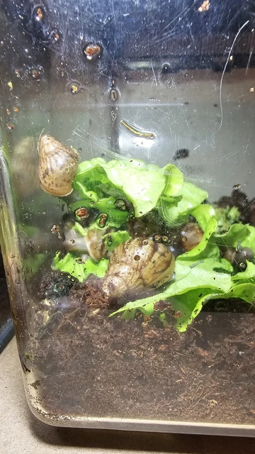 Giant African Land Snail - Achatina Fulica Baby Snails