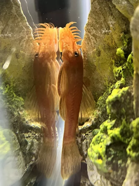 SUPER RED Bristlenose Pleco Plecostomus 1 inch (3 Pack) - Live Fish 3