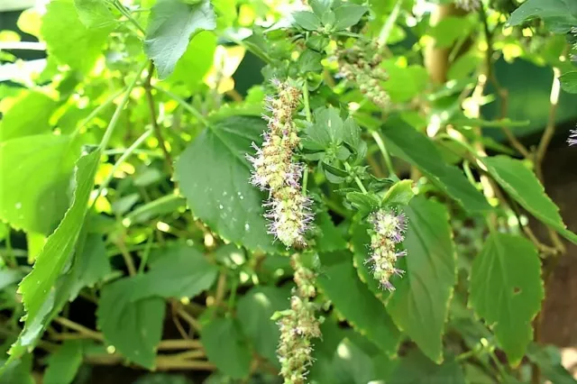 10 Java INDIAN PATCHOULI Pogostemon Heyneanus Herb Shrub Flower Fragrant Seeds