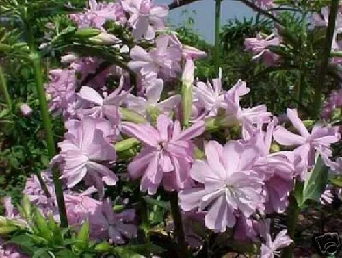 SAMEN die Seifenblume schöne Blume liefert auch noch eigene gesunde Natur Seife
