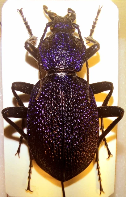 CARABUS (PROCERUS) SCABROSUS ssp. tauricus CARABIDAE A1 42 mm Crimea