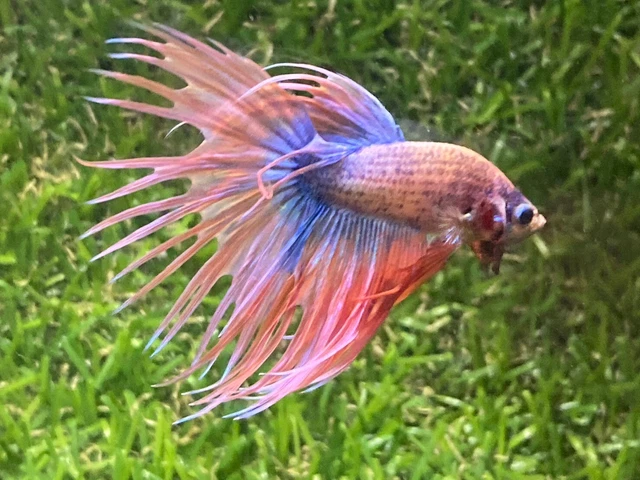 Live Betta Fish - Male - Fancy Crown Tail Betta HMPK , Age 3 month From Thailand