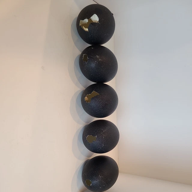 5 hermosas cáscaras de huevos de emú grandes para artesanía