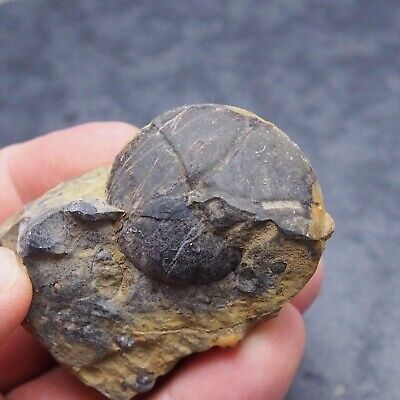 40mm Goniatite Devonian Mineral Fossil Ammonite