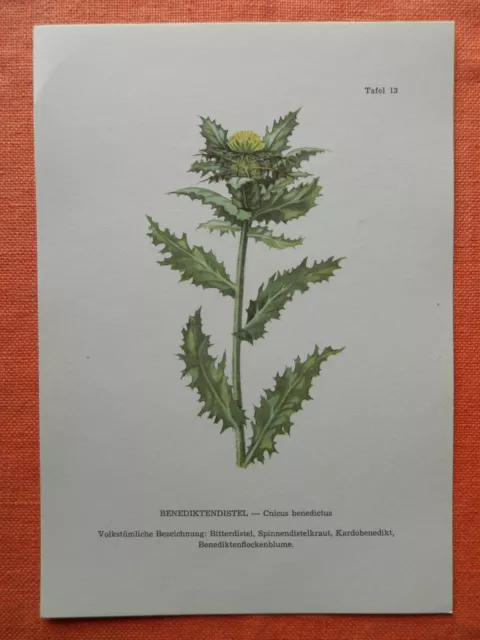 Benediktenkraut (Cnicus benedictus) Heilpflanze Farbdruck 1956