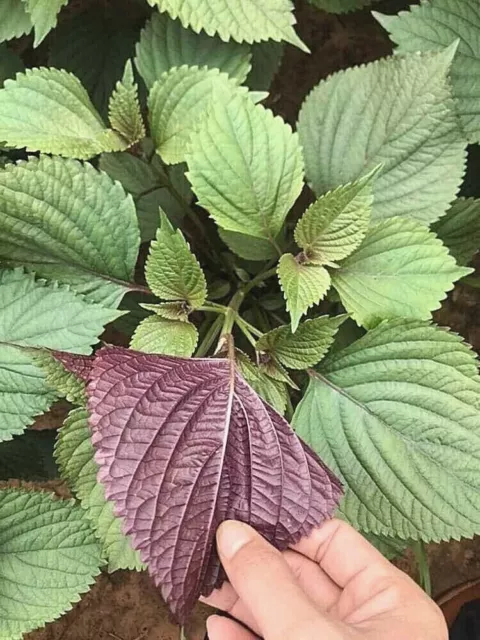 500 Graines Perilla Shiso Bicolore, Perilla frutescens seeds