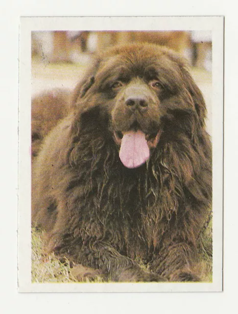 Dogs - Spanish Trade Trading card circa 1985 #97 Newfoundland Dog