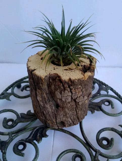 Air plant holder, unique real wood branch, naturally from Arizona desert trees.