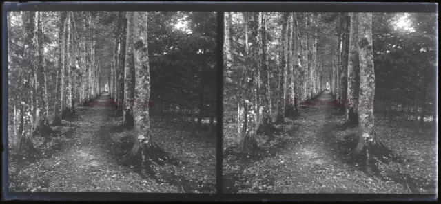 FRANCE Wood Trees c1910 NEGATIVE PHOTO Stereo Glass Plate VR22L27n6  