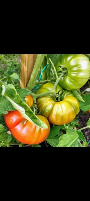 🍅20 graines de tomates Corse Bio et reproductible, variétés anciennes 2