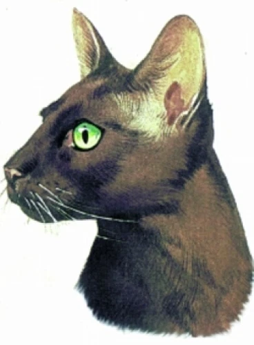 Embroidered Sweatshirt - Oriental Shorthair BT2521  Sizes S - XXL