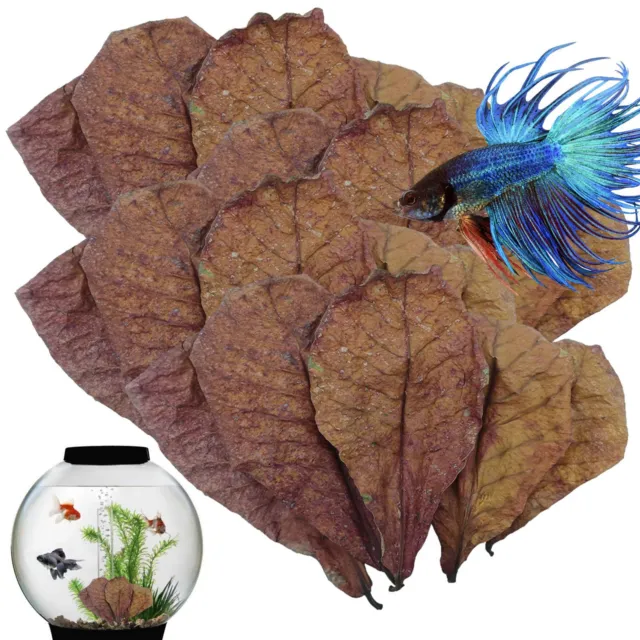 10/20/50x almond leaves catappa indian ketapang leaf shrimp betta fish aquarium