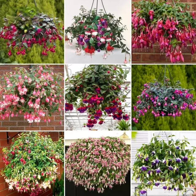 100PCS Samen Fuchsia Hängender Bonsai Heirloom Rot Rosa Weiß Blau Bunte Blumen