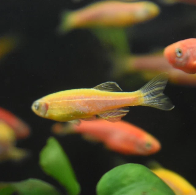 Live Assorted Rainbow Glow Danio (Pack of 6 Aquarium Fish) *PLS READ DESCR* 7