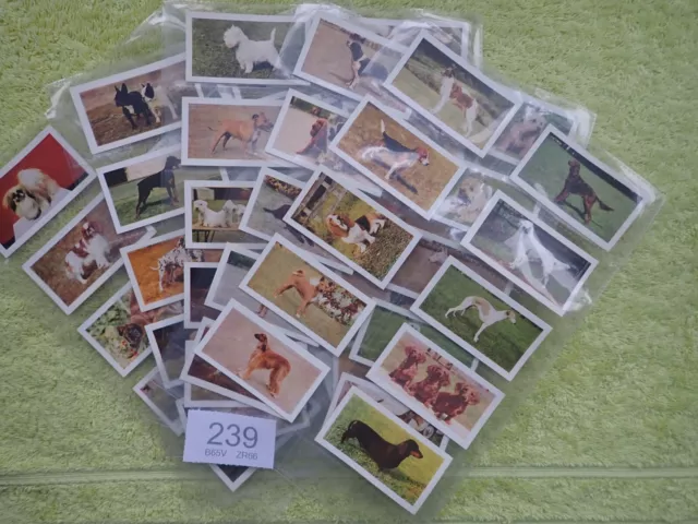 Hornimans Tea 1958 - Dogs  (Breeds of Dogs) - Full set of 48 Trade Cards