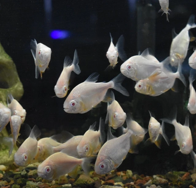 Live Albino Pacu (2.5" Juvenile Freshwater Aquarium Fish) PLS READ DESCR 10