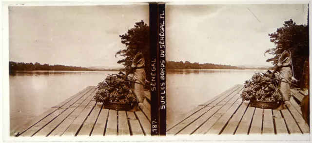 Sénégal.Bord du Fleuve Sénégal.Transport de Bananes.Vue stereo sur verre 6x13cm.