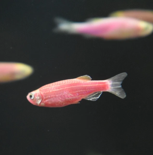 Live Assorted Rainbow Glow Danio (Pack of 6 Aquarium Fish) *PLS READ DESCR* 10