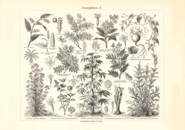 Arzneipflanzen II. historischer Druck Holzstich ca. 1902 Bildtafel Flora Botanik