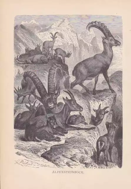 Alpensteinbock Steinbock Capra ibex Steinböcke Holzstich von 1890 G. Mützel