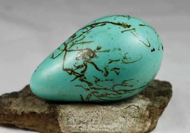 Brunnich´s Guillemot egg, Iceland, taxidermy, nature, real