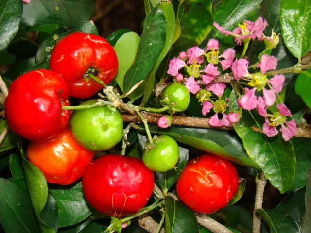 Malpighia Emarginata, BARBADOS CHERRY sweet exotic tropical fruit seed - 5 SEEDS