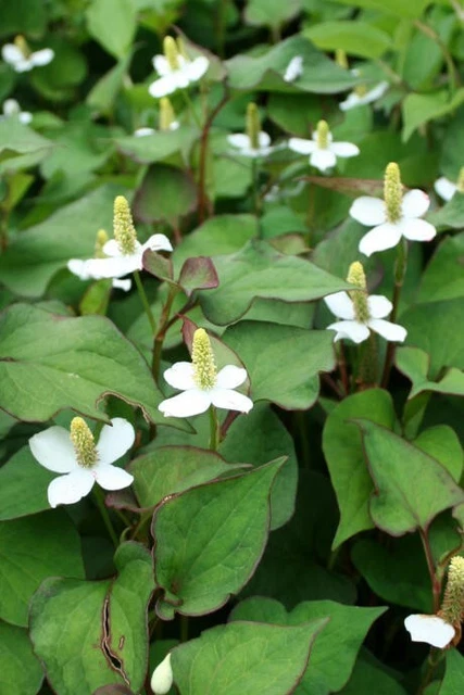 MOLCHSCHWANZ, EIDECHSENSCHWANZ, HOUTTUYNIA cordata, 15 Pflanzen EUR 10