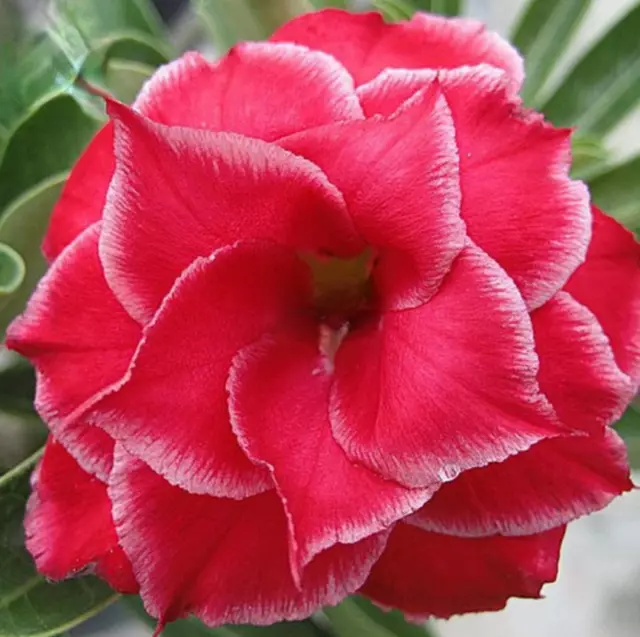 2PCS Graines Adenium Fresh Red Obesum Desert Rose Hybride 4 Couches Petit...