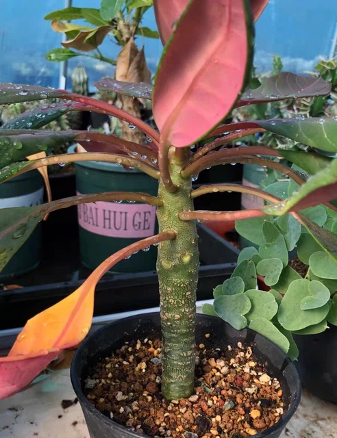 22 Euphorbia gatbergensis / ユーフォルビア ガトベルゲンシス