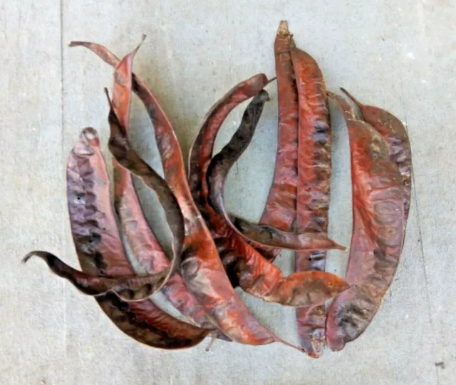 10 LOCUST TREE SEED PODS Long Red Brown Black CRAFTS Wedding Fall rustic Decor