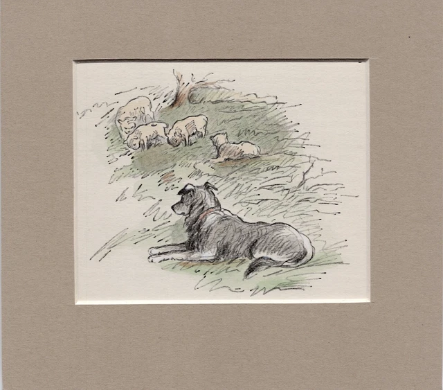 Lucy Dawson ~ Border Collie ~ Hand Coloured Genuine Vintage 1953