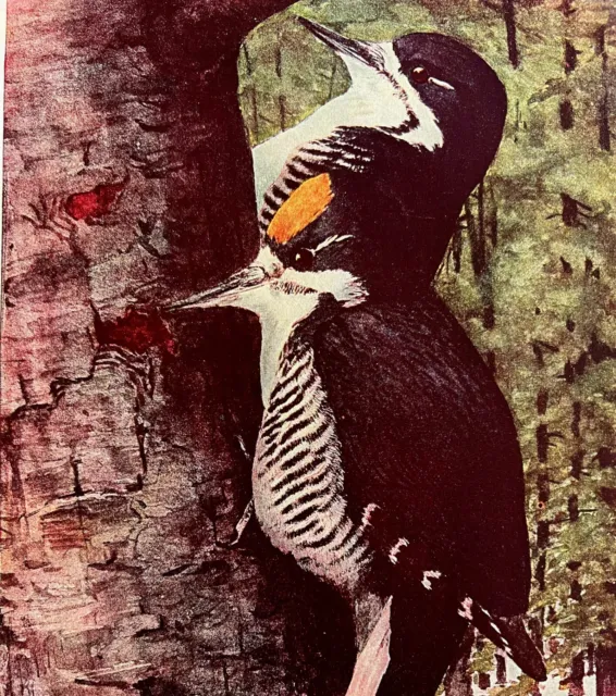 Arctic Three Toed Woodpecker 1936 Bird Art Lithograph Color Plate Print DWU12D