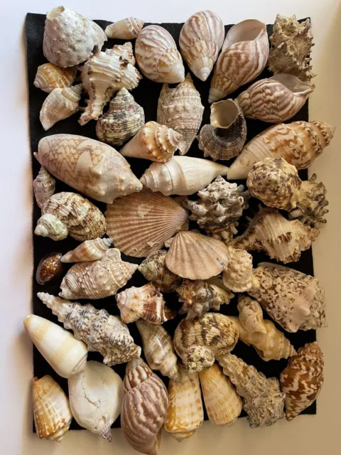 Assorted Sea Shell Mix - 2 lb bag - large to small sizes