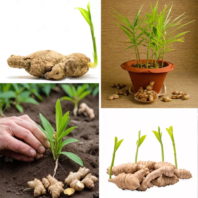 50 Fresh Ginger Live Roots None GMO Sprouted rhizomes Ginger Root Ready To Plant