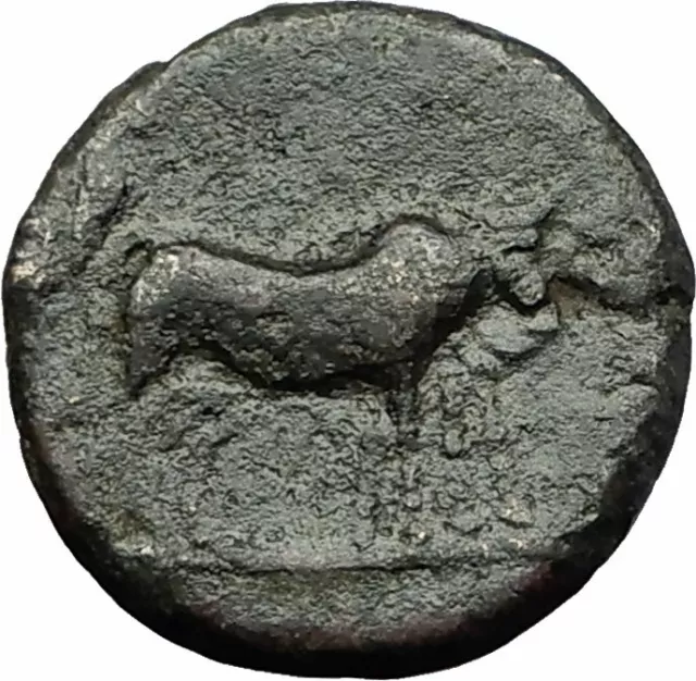 AUGUSTUS 27BC Philippi Macedonia PRIESTS Founding City Oxen Roman Coin i59282 2