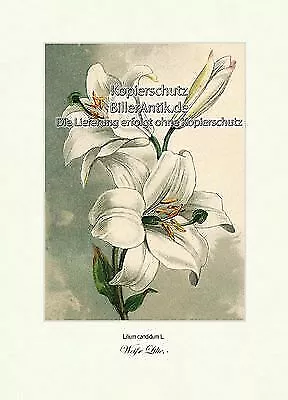 Weiße Lilie Lilium candidum Liliengewächse Zwiebelpflanze Vilmorin A4 239