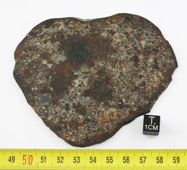 Tranche de Météorite NWA 869 - chondrite L3/L6 (NWA - 57.65 grammes - 028** )