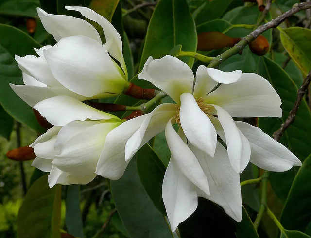 Michelia Excelsa Tree 10 Seeds, Very Fragrant Flowers Temple Magnolia Doltsopa