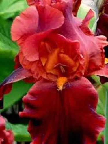 Nouveau ! 5+ Rouge Iris Semences Florales