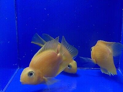 Golden Parrot Cichlid 3” (Freshwater Fish)