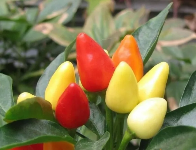 Bolivian Rainbow Pepper Hot 30 Seeds Ornamental Chili Seeds Chilli 2