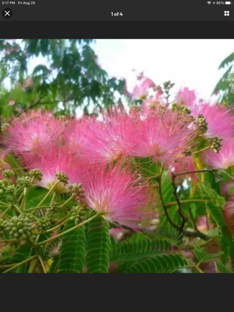 PINK MIMOSA 25Tree Seeds. FAST Growing Up To 20’ In Height. Albizia Julibrissin