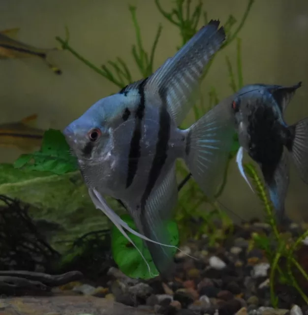 Live Philippine Blue Angelfish (4" Tropical Freshwater Aquarium Fish)