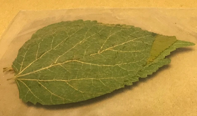 Dennerle Mangime Di Base Per Gamberetti E Granchi 100 Ml (1000055557 - Foto 9