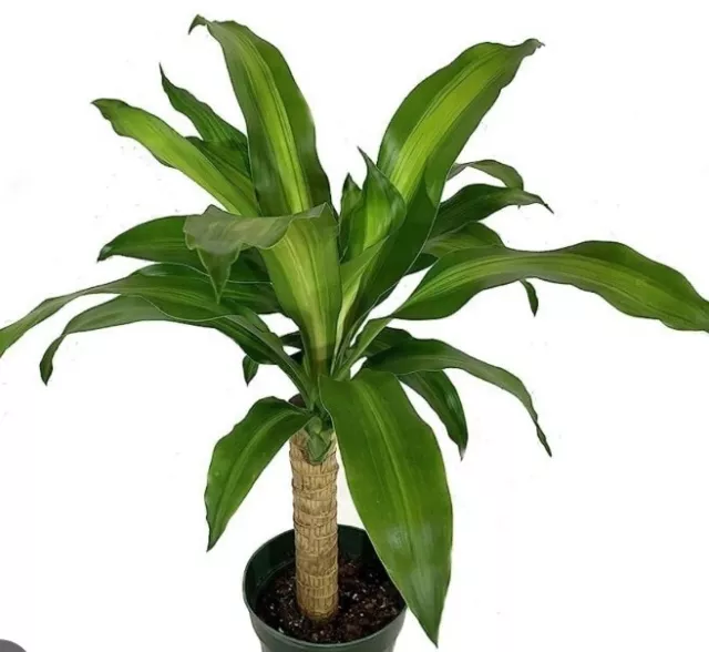 20 Semillas Dracaena Fragans