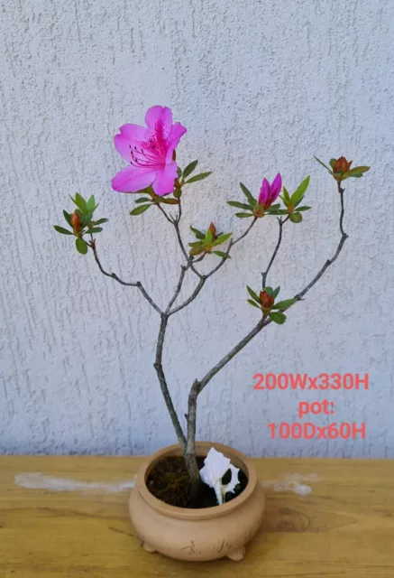 Azalea Bonsai Plant